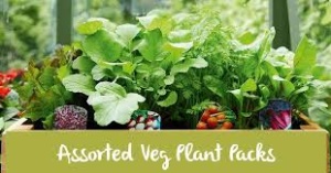 Assorted Veg Plants